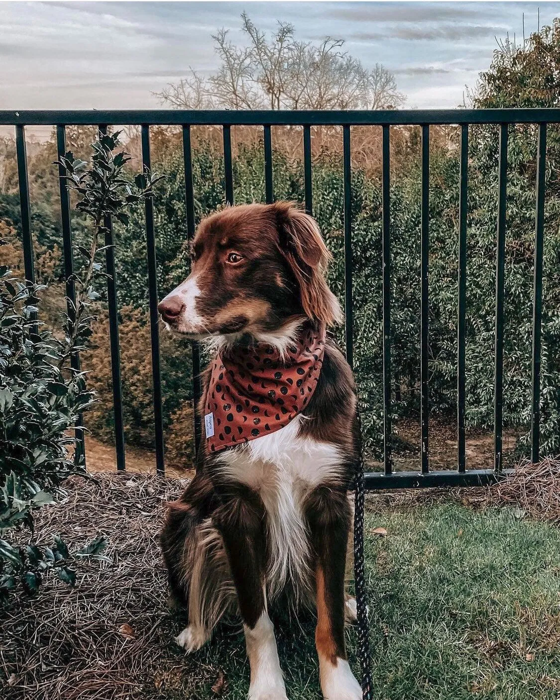 Lunar Dog Bandana